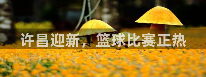 球王会体育官网：许昌迎新，篮球比赛正热